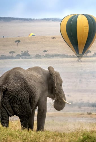 elefant der st&aring;r p&aring; savannen og ser p&aring; luftballoner