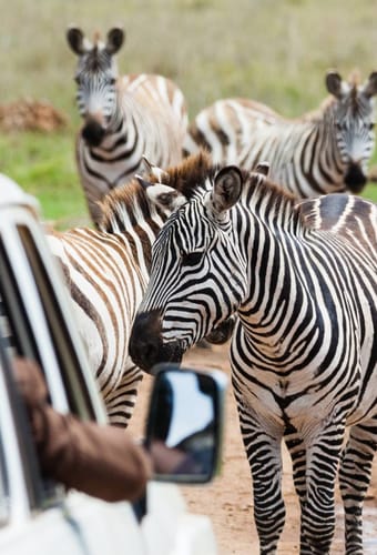 zebraer t&aelig;t p&aring; jeep