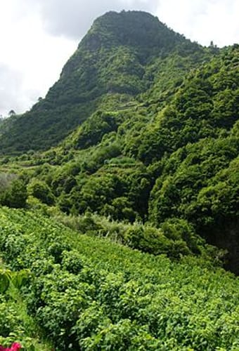 Madeira Vinmarker
