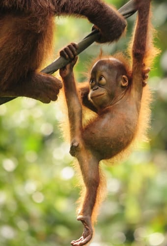 Malaysia Borneo orangutangunge stor scaled jungle