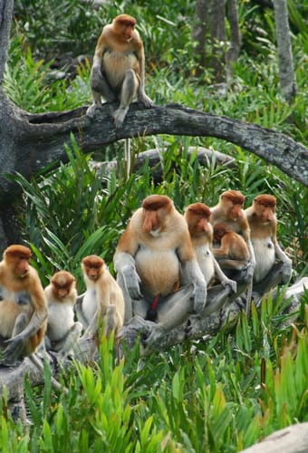 Malaysia Borneo proboscis monkey scaled