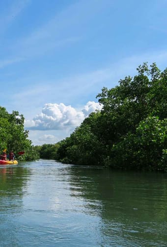Malaysia langkawi kajaktur mangroven udflugt gennem