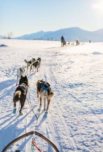 Norge hundeslaede 700x1000 scaled