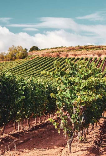 Spanien rioja provins udsigt over vinmark
