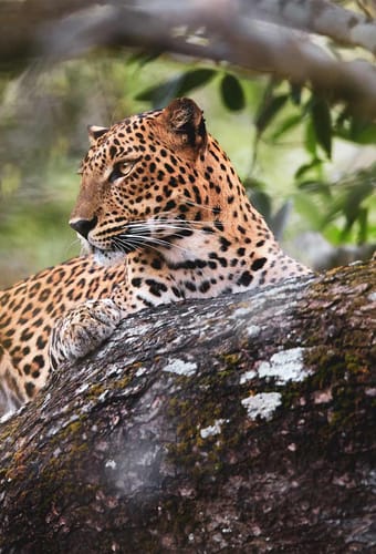 leopard sri lanka