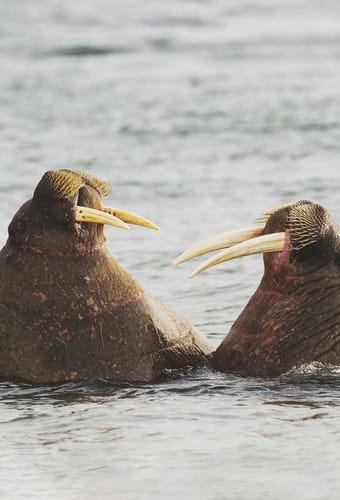 2 hvalrosser i vandet ved Svalbard
