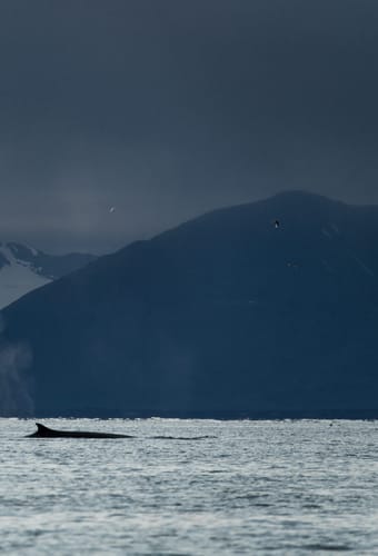Svalbard sightseeing arktisk fjordcruise whales blowing foto thomas griesbeck scaled