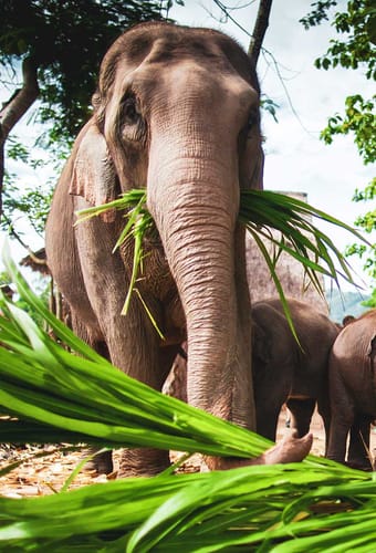 elefanter-i-thailand-i-elephant-hills
