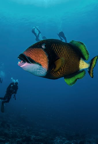 titan trigger fisk og dykkere unde vandet khao lak thailand