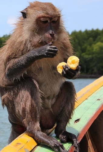 abe sidder p&aring; r&aelig;ling af b&aring;d i mangroven koh lanta thailand