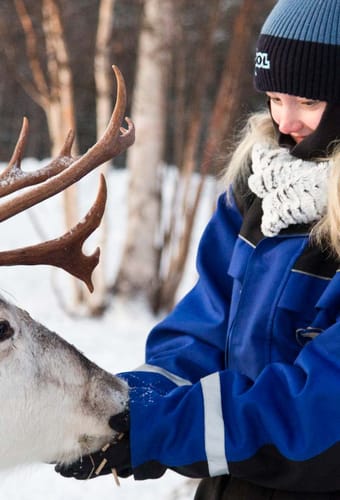 Finland, Finske Lapland Wilderness Hotel, Rensdyr, G&aelig;ster Fodre Rensdyr, Vinter, Sne 