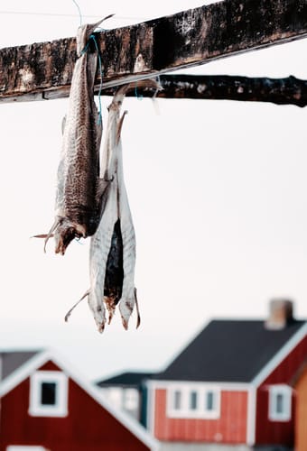 Gr&oslash;nland Oqaatsut, R&oslash;debugt, Illulissat, Bygd, Diskobugten, Rodebay