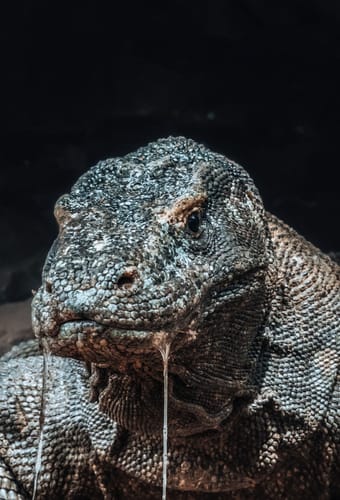 Indonesien komodovaran scaled