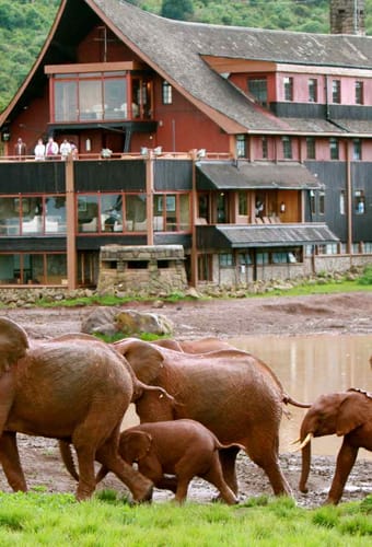 Kenya Aberdare The Ark Elephants In Front