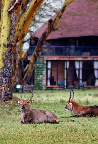 Kenya Lake Naivasha Sopa Lodge Visitors