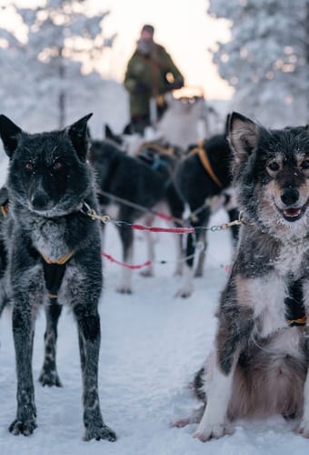 Norge Malangen Resort Huskys