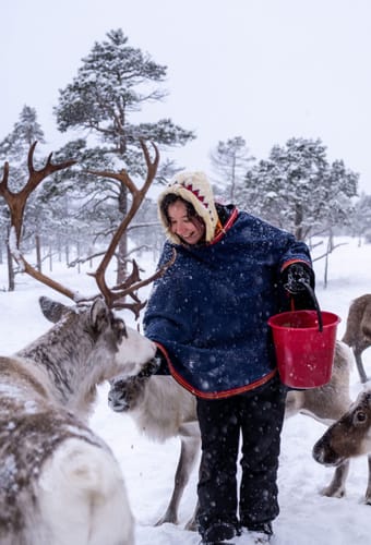 Norge Malangen Resort Reindeer