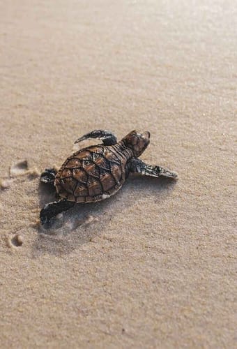 baby skildpadde i sandet