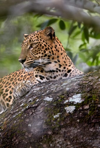 sri lanka leopard trae scaled