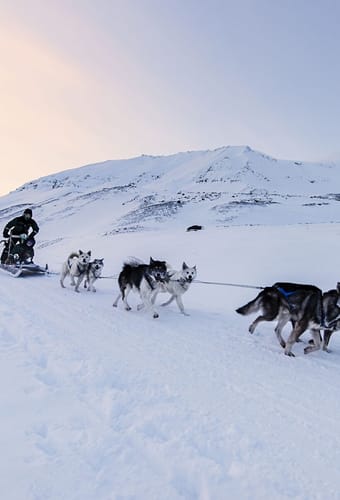 Svalbard hundesl&aelig;de skumring