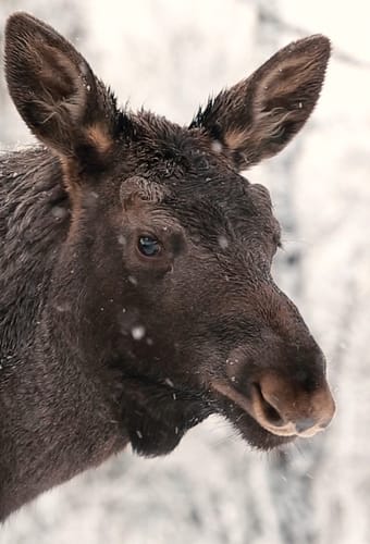 Sverige Lapland Arctic Bath Moose