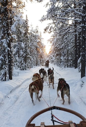 Sverige Lapland fjellborg arctic journeys forest1 ishotel hundesl&aelig;detur overnatning