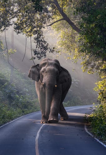 stor elefant g&aring;r p&aring; vejen i junglen i thailand