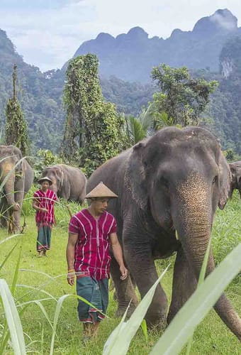 Thailand, Khao Sok, Elephant Hills, Elephant Mahout