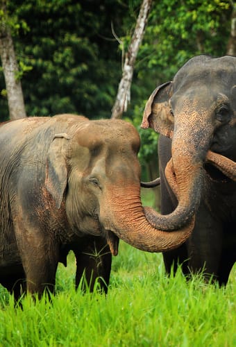 Thailand, Khao Sok, Elephant Hills, Elephants home