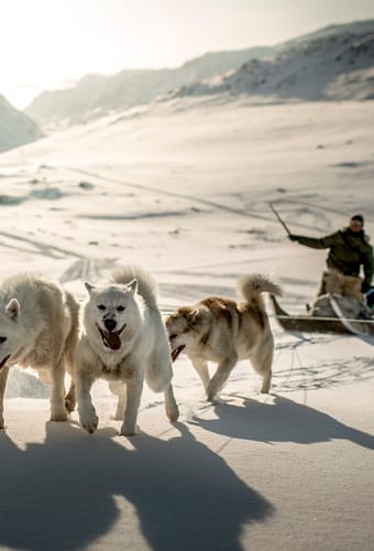 Gr&oslash;nland Ulloriaq Driving His Sled Dogs Near Sisimiut In Greenland kredit visit greenland
