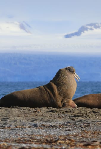 Norge svalbard mini whaleros sejltur