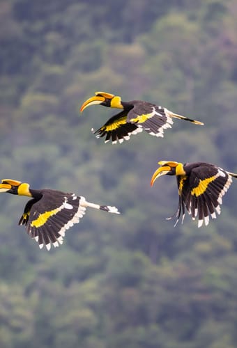Indonesien Borneo naesehornsfugle flyver junglen