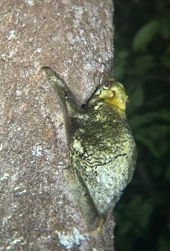 Indonesien Borneo uffe tur