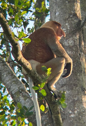 Indonesien Borneo uffe tur
