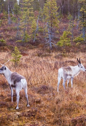 finland Lapland wilderness hotels autumn reindeer1