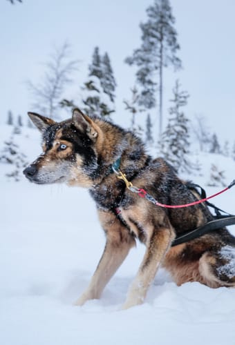 finland Lapland wilderness hotels husky scaled safari
