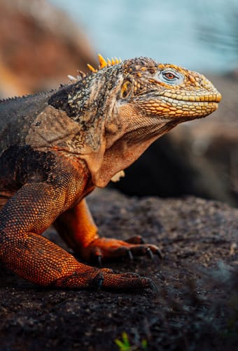 Landleguan p&aring; Galapagos &ndash; Hurtigruten ekspeditionsrejse i Ecuador