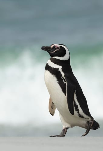 To Magellanpingviner står på sandstrand ved Falklandsøerne med havet i baggrunden