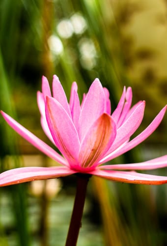 Vietnam ninh binh tam coc garden flower