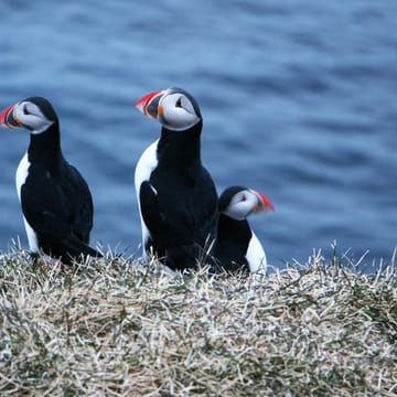 Rejser til Island, Borgarfirdi Eystra, Oestisland Hotel Alfheimar, s&oslash;papeg&oslash;jer