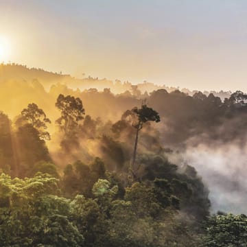 Borneo solopgang over juglen scaled