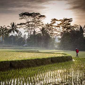 Indonesien Bali Ubud Essensen Af Ubud, Rismarker