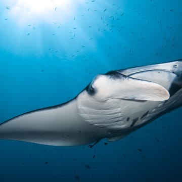 maldiverne manta close up.sck