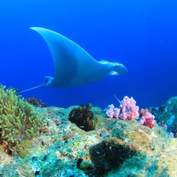 maldiverne manta koralrev.sck