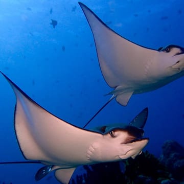 Rejser til Maldiverne, Meeru Island Resort & Spa, dykning mantarays