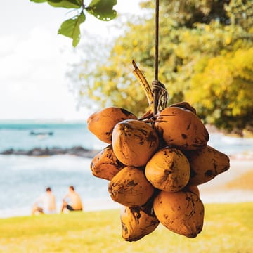 mauritius haengende kokosnoedder strand p&aring;