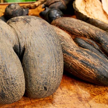 coco de mer frugt praslin