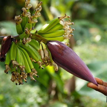 tanzania zanzibar stonetown flora fauna farverige kryddeier udflugt