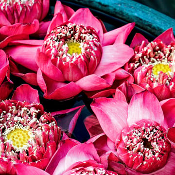 pink lotus blomster
