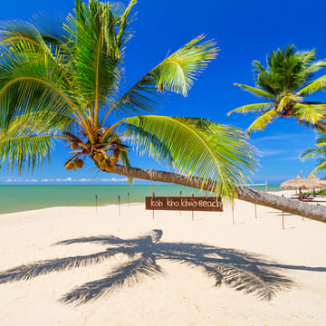 palme p&aring; stranden i thailand